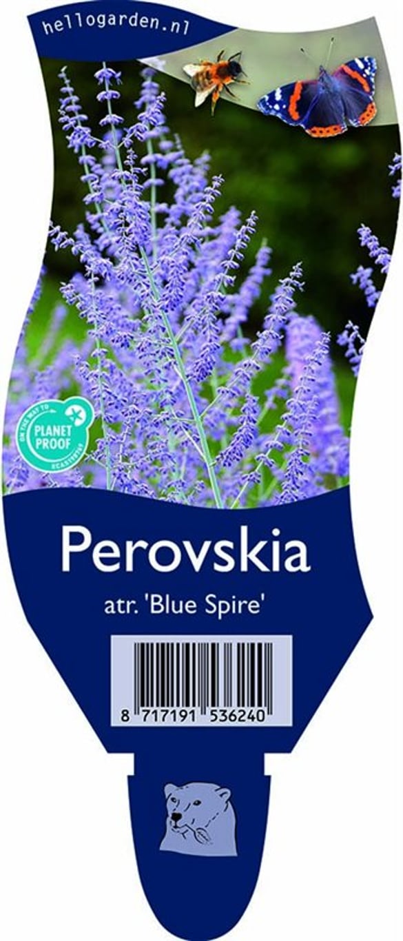 Perovskia 'Blue Spire' - P11